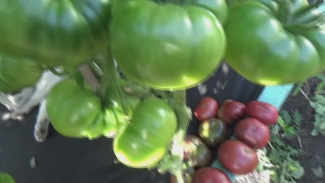 Крупноплодный Томатный Гном Фиолетовая империя весь увешан плодами! №872 в каталоге. смотреть онлайн