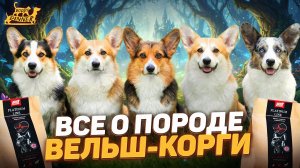 Все о породе корги