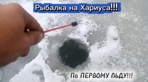 "Захватывающая" Рыбалка на Хариуса 2025!!!