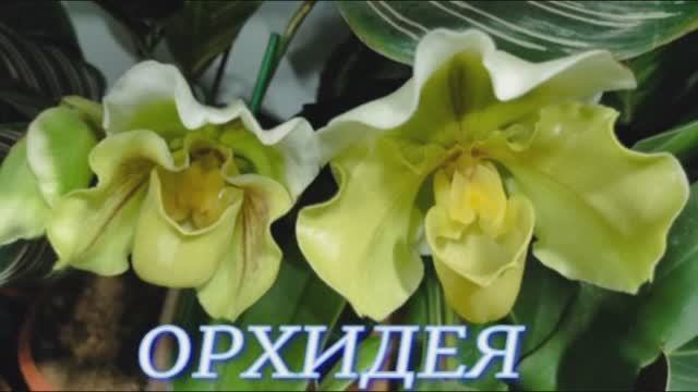 №1152/ КРАСИВЫЕ орхидеи в маг. ОРХИДЕЯ смотреть онлайн