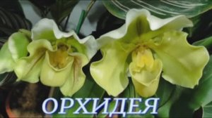 №1152/ КРАСИВЫЕ орхидеи в маг. ОРХИДЕЯ