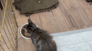 Ребёнок спас котят/Теперь они поддерживают щенка Злату❤️