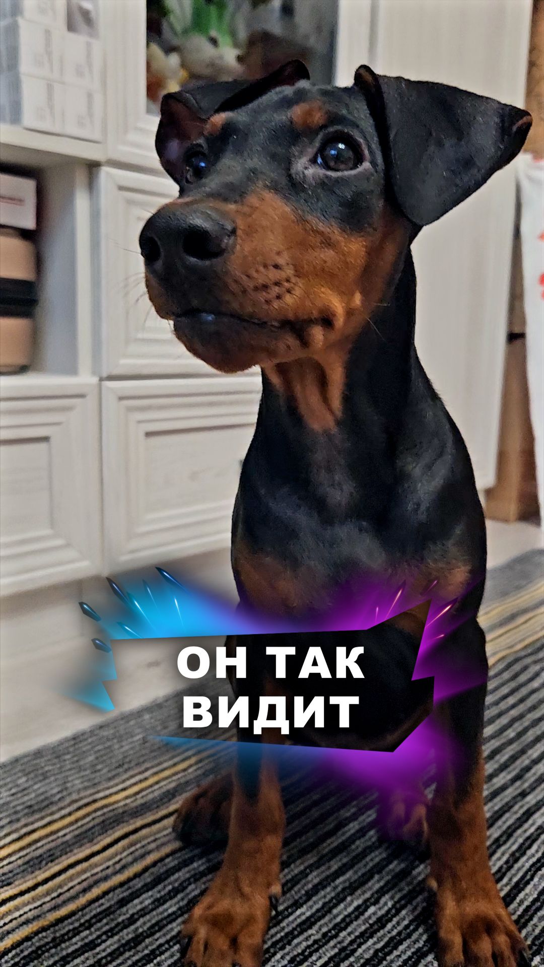 Собаки – не дальтоники! #животные смотреть онлайн