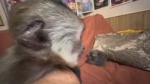 Мы согрели малышей и пытаемся найти им маму-кошку, которая бы их кормила вместе