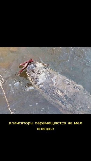 Аллигаторы и мороз #shorts