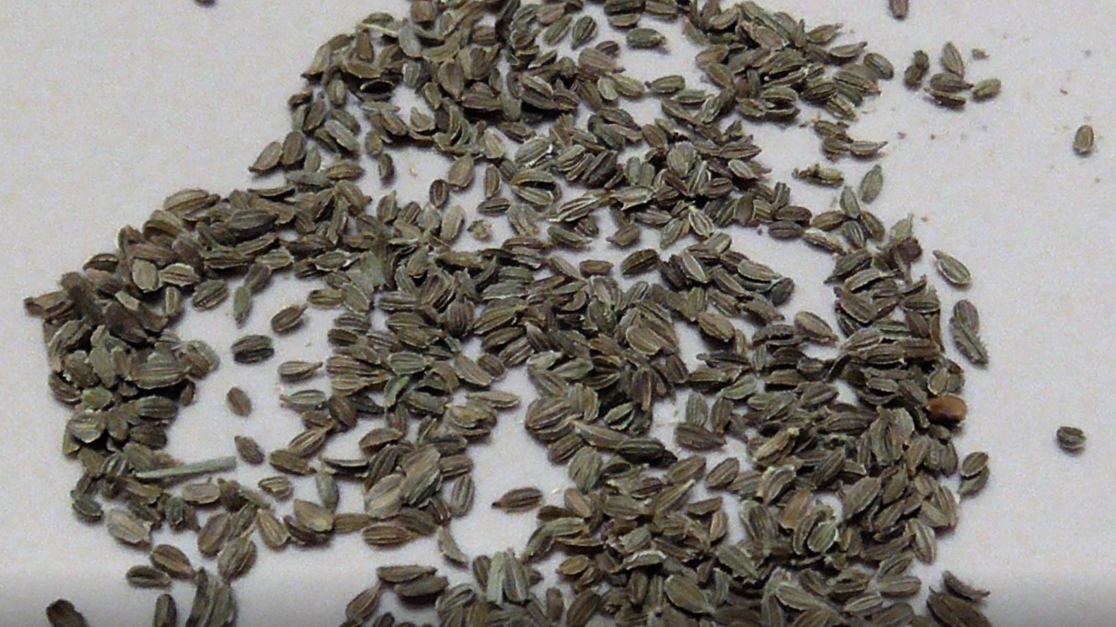 Советы по выращиванию семян морковки, свеклы и лука. смотреть онлайн