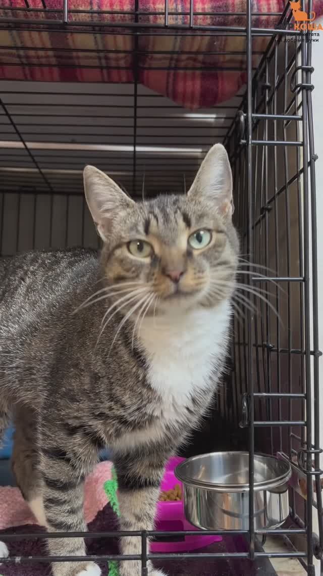 Кирисса (уже дома) смотреть онлайн