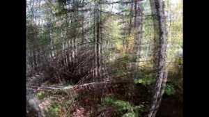 ОТКРЫТИЕ ОХОТЫ 2020 // охота с лайками // часть # 2