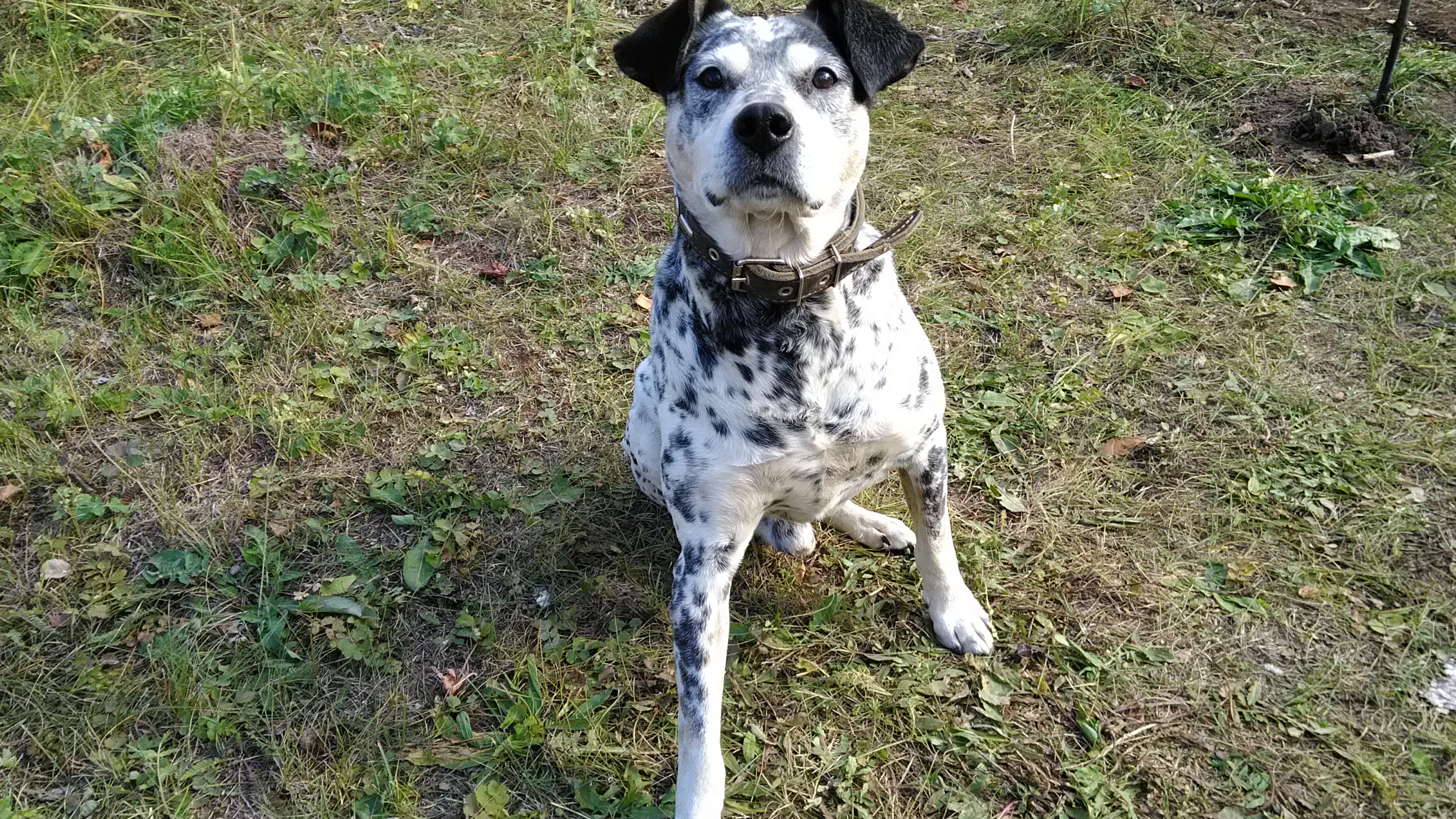 Наш друг Лордик.