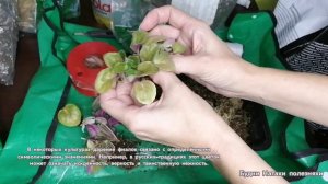 Пересадка фиалки, на фитильный полив!