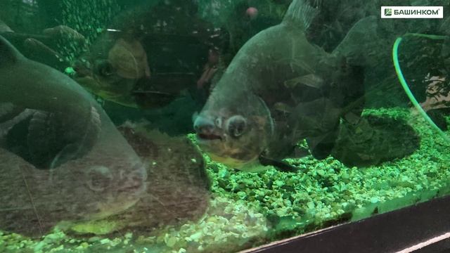 Рыбки не говорят, что им нужно. Но ветеринары понимают их без слов. Это Ветоспорин-Ж! смотреть онлайн