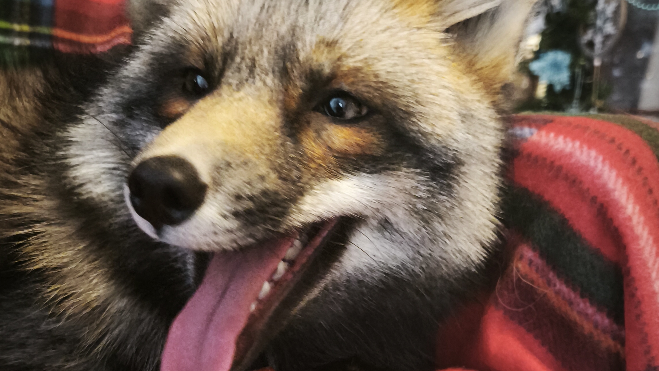 фотосессия с лисой смотреть онлайн