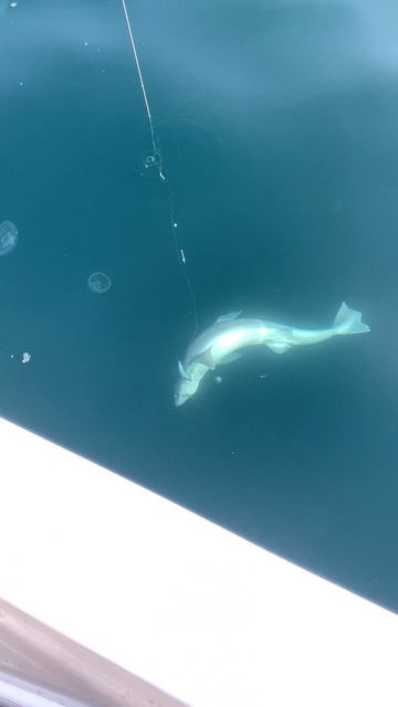 Огромная акула на крючке. смотреть онлайн