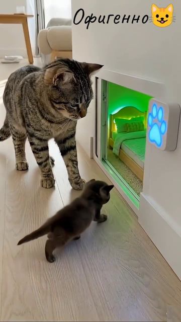 Идеально.... Умный дом для котеек)
В таком бы жить и я не отказалась.
#котики #юмор #умныйдом #ии #н