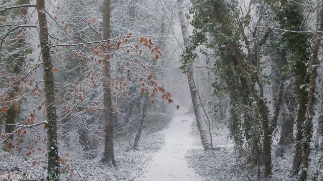 Снег, Зима, Лес, Релакс, Отдых, нежная музыка смотреть онлайн