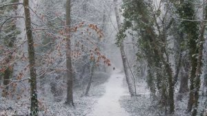 Снег, Зима, Лес, Релакс, Отдых, нежная музыка