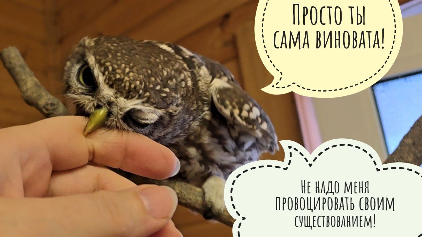 Почему токсичный домовый сыч Лучик меня бьёт? Мы опять всё ещё без интернетов смотреть онлайн