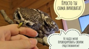 Почему токсичный домовый сыч Лучик меня бьёт? Мы опять всё ещё без интернетов