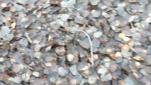 Поиск кладов с NOKTA LEGEND! Серебро на лесной дороге! #коп_монет #metaldetecting #находки