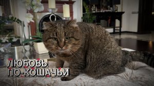 ЛЮБОВЬ по-кошачьи. Рассказывают Кот Барсик и Таня.