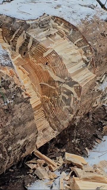 Husqvarna Forest Axe по мерзлой сосне. смотреть онлайн