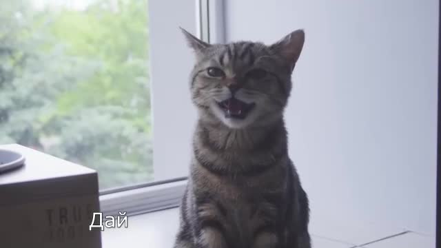 Когтеточка для кота своими руками. смотреть онлайн