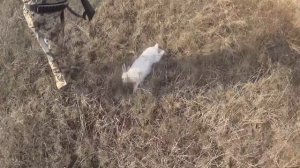 Охота на зайца! Такой охоты и по снегу не бывает) отличный день на охоте! #тоз#охотаназайца