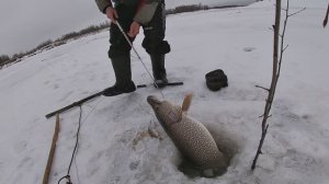 Жерлицы проверка 5. 2024 год. Первый лед.