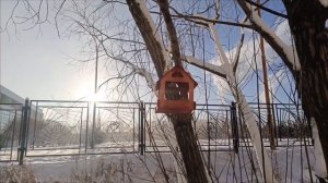 Декабрь 2025/Ботаника/