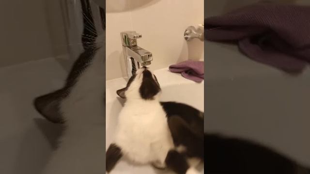 Я ВЕРНУЛСЯ ВМЕСТЕ С КИШКОЙ