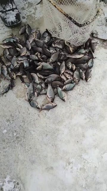 вот это рыбалка.mp4 смотреть онлайн