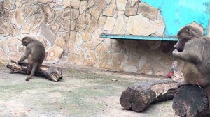 Степка ОТБИЛСЯ ОТ РУК, всех искусал и Люсе пришлось ЕГО НАКАЗАТЬ!