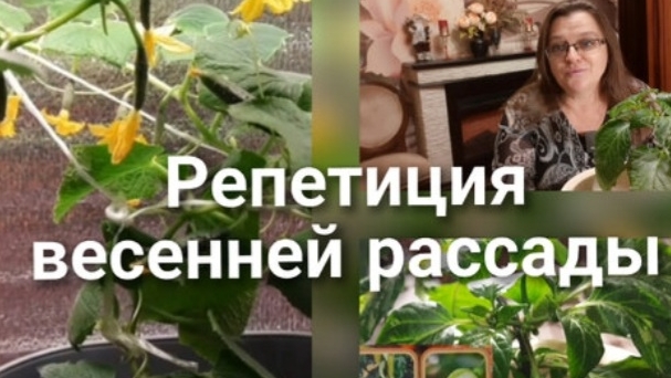 Огород на подоконнике. Перцы, помидоры, огурцы. Цветение смотреть онлайн