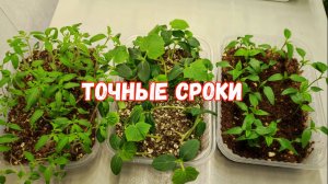 КОГДА САЖАТЬ РАССАДУ в 2026 ГОДУ?