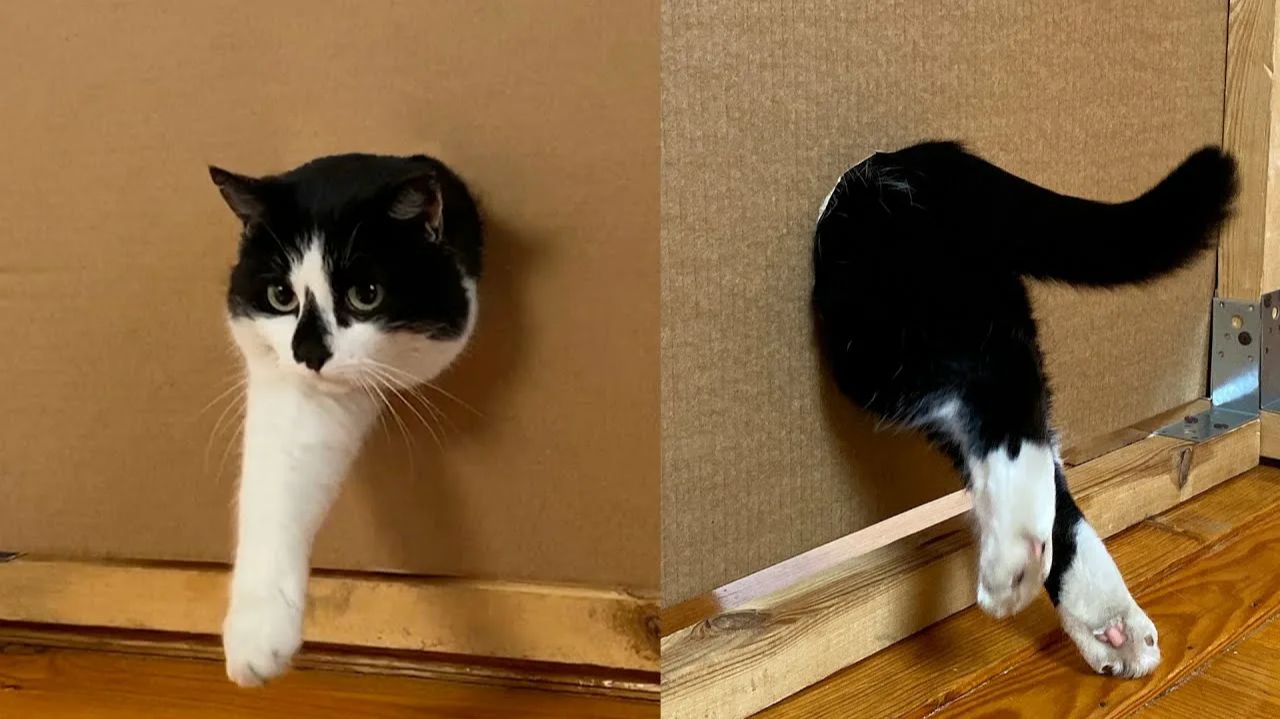 СМЕШНО ДО СЛЕЗ 😹😍 СМЕШНЫЕ КОТЫ, ЛУЧШИЕ ПРИКОЛЫ С КОТАМИ, СОБАКАМИ КОШКИ,СОБАКИ , ЖИВОТНЫЕ 🥰 смотреть онлайн