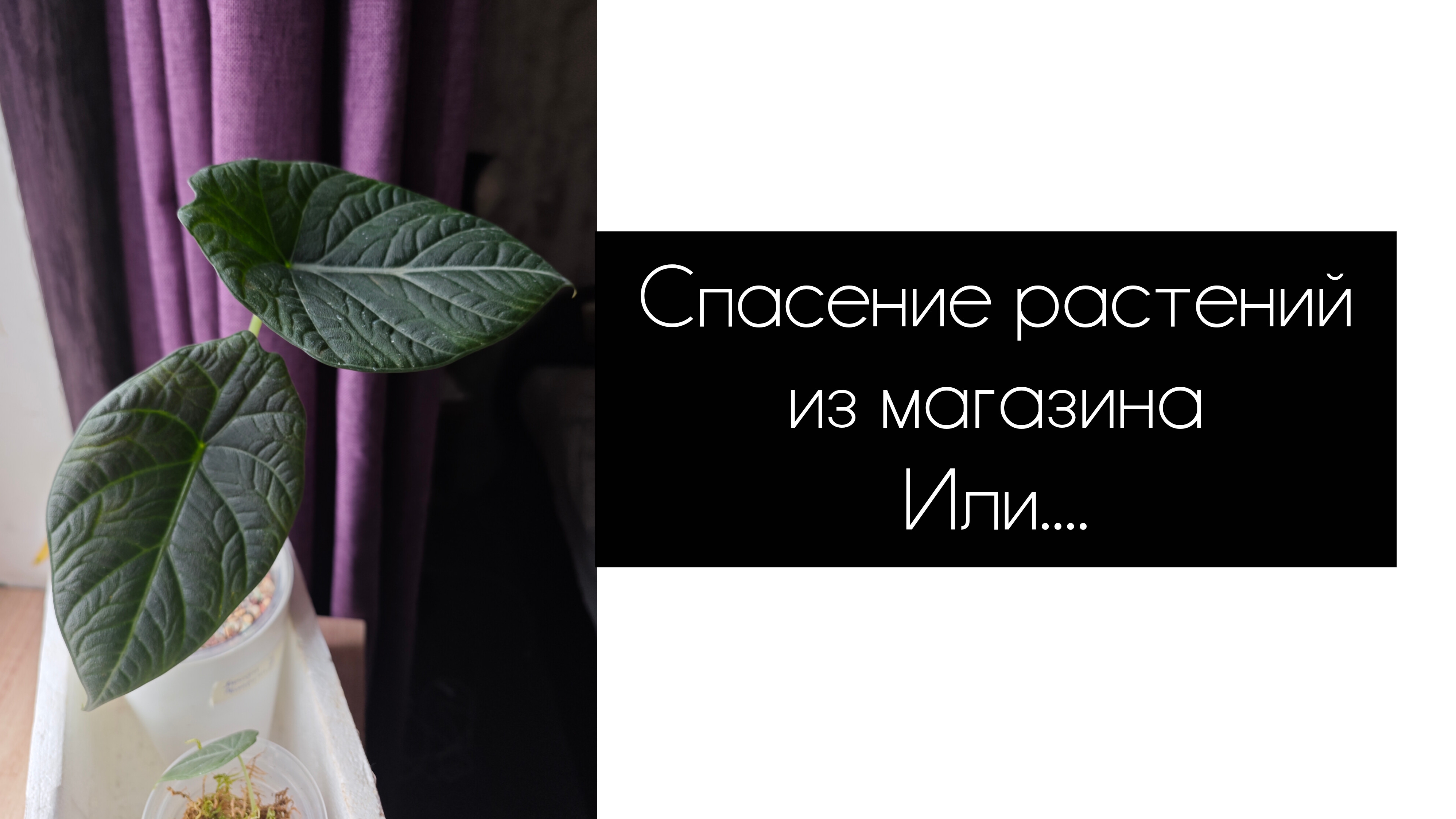 спасение растений из магазина, или... смотреть онлайн