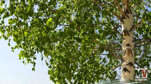 Любэ - Березы кавер на гитаре смотреть онлайн