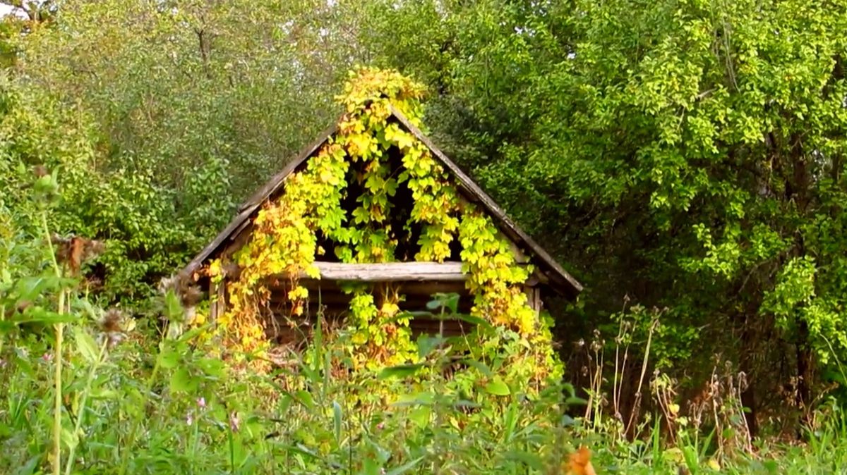Здесь была деревня Любитово смотреть онлайн