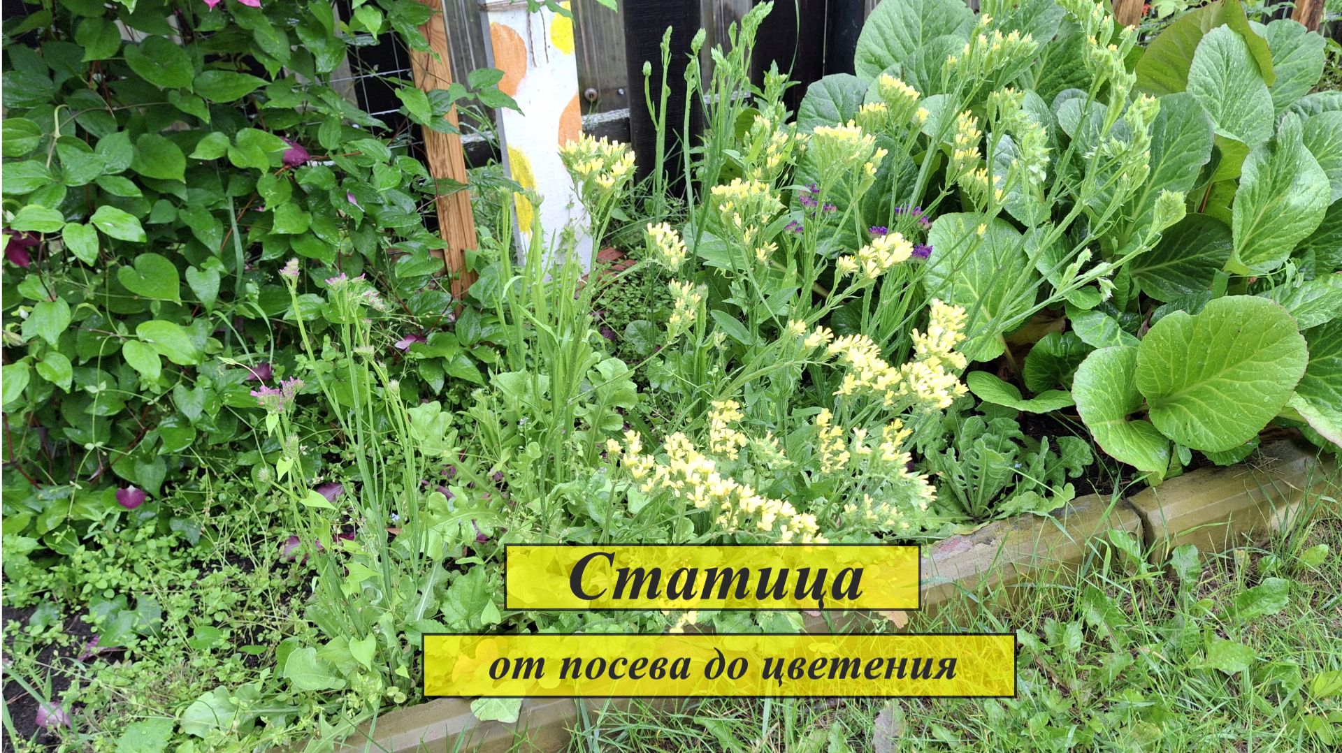 Статица - сухоцвет, от посева до цветения. #108 смотреть онлайн