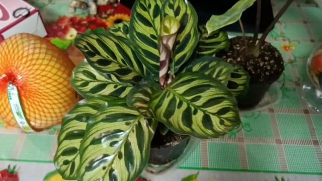 #новые растения в моем доме смотреть онлайн