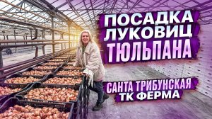 ПОСАДКА ЛУКОВИЦ ТЮЛЬПАНА. СЕЗОН 2026