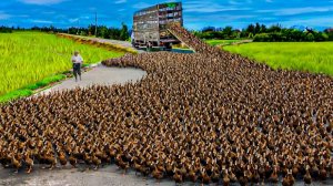 Выращивания уток на свободном выгуле