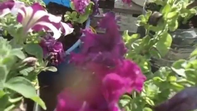 КАК ВЫГЛЯДИТ ПРОШЛОГОДНЯЯ ПЕТУНИЯ СЕГОДНЯ. 2022 год. смотреть онлайн