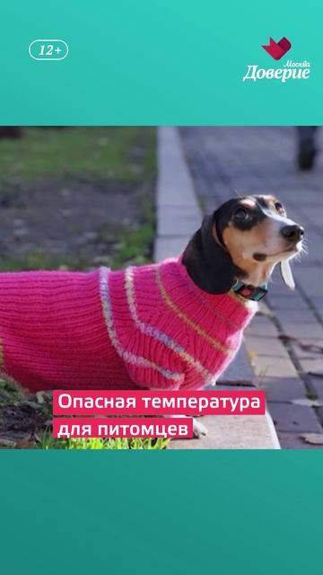 Опасная температура для животных смотреть онлайн