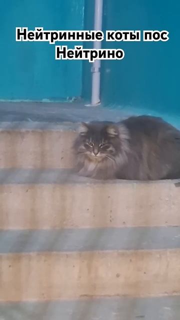 Коты пос Нейтрино смотреть онлайн