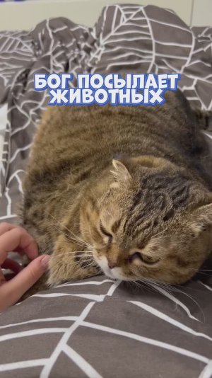 Черного котика нашли в подъезде и пристроили в добрые руки ❤️