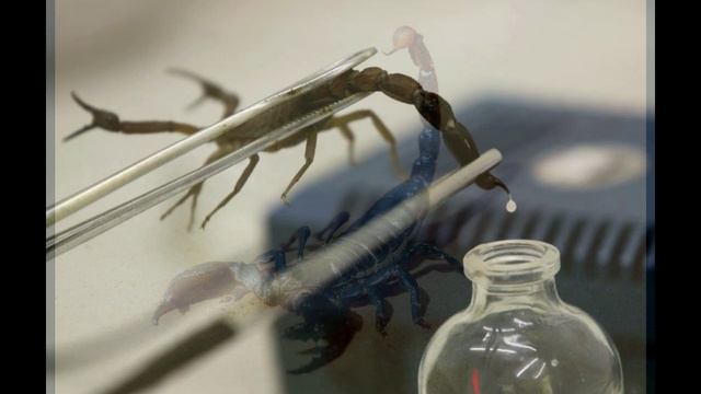 Скорпионы. Удивительные и увлекательные факты о скорпионах. смотреть онлайн