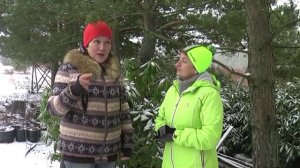 Как зимуют растения у нас на плантации Часть 2