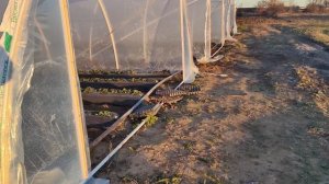 теплицы после первого мороза