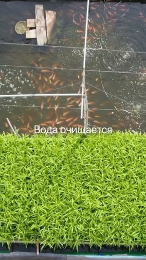 Рыбы-садоводы в Бангладеше! На плавучих фермах они удобряют огурцы, а те чистят воду.